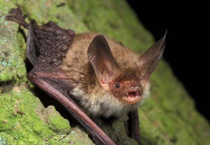 Fledermaus